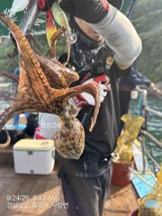 [사천] 오늘 야간문어 출조확정 13자리여유 2호 자리여유