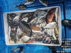 문동 피싱 오전 조황 (돼지 벵에돔 48cm)