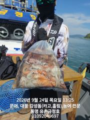 통영 금정호 오전문어 그냥 잘나옵니다 금토일 자리여유 있습니다