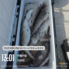 임원항드래곤호 왕대구 조황입니다