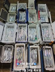 [진해] (풍산)내만갈치 3지급 느나느나, 엄청잡고, 만쿨~(예약가능합니…
