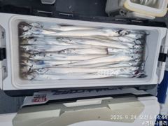 [거제] 갈치 텐야 텐빈!!!! 갈치들이 터지기 시작합니다!!!!!