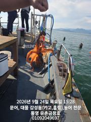 통영 금정호 오후문어도 싸이즈좋게 마릿수손맛 시작합니다 금,토,일 자리여유있습니다