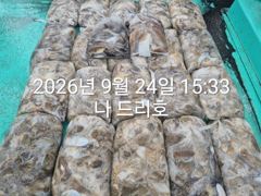 24일, 군산주꾸미 ~싸이즈 좋아요~갑이는 덤~2~3망탱이 굿굿조황~군산낚시프라자 나드리호