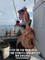 통영 금정호 오후문어도 싸이즈좋게 마릿수손맛 시작합니다 금,토,…