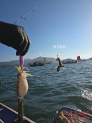 쭈꾸미가 버글버글합니다.풍요롭고 화목한 한가위 되시길!!