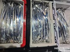 [진해] 와~24일새벽.내만칼치 씨알급들 엄청나게 끝없는피딩 초대박~일,…