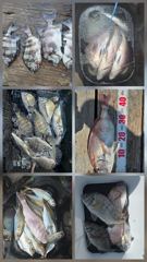 [거제] 거제어구수성호 감성돔 참돔 전갱이 문어 등 금일조황