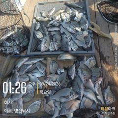 [고성] 병산 감성돔35외 마리수 선상배및 선외기흘림조황~~