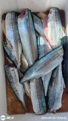 제트호!(목)최종~ 대삼치,빵좋은 중삼치 타작 퍼레이드~