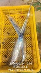 [통영] 핫 하다 칼치