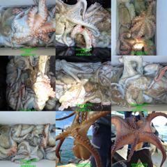 [부산] 문어 계속 호조황 개인20수이상씩 세자리 대박 조황!!(토요일부…