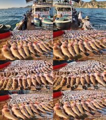 ♥붉바리들 이정도는 잡아봐야지요 대박 붉바리조황입니다[2026년09월24일] ※ 추석 명철 조사님들 잘보내시길 바랍니다 ◎ 해마루호가 뜨는이유? 조황때문이죠 ◎ 핵심포인트: 바로진입.. 바로히트.. ◎ 차원이 다른 조황으로 모십니다 ▣ 요즘 붉바리낚시가 대세입니다