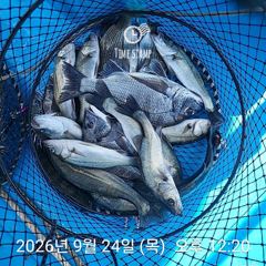 삼천포 내만권 감성돔