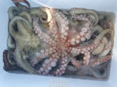 [진해] 추석돌문어 오늘도 장원 15수15수13수12수등 팍팍.. ( …