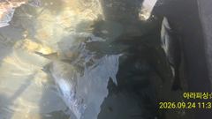 1시간전 [남해] 9월 24일 남해 갈화 강바다호 문어 선상조황