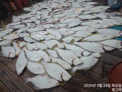 [군산] [9/24 범고래호] 배 전체 쉼 없이 터진 광어 손맛, 오늘 …