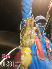 ◆ 커지고 있는 문어 사이즈 ◆ 군산 뉴세븐호 9월 24일 야간문어 조황