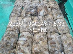 24일, 군산주꾸미 ~싸이즈 좋아요~갑이는 덤~2~3망탱이 굿굿조황~군산낚시프라자 나드리호