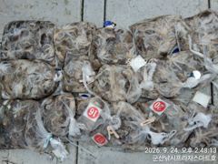 24일, 군산주꾸미 ~싸이즈 좋아요~망탱이 굿~군산낚시프라자 스마트호