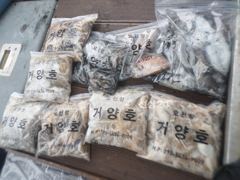오천 거양호 9월 24일 쭈갑조황입니다