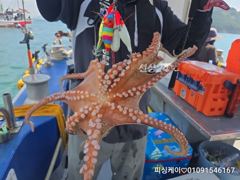 추석연휴 돌문어 출항합니다~~