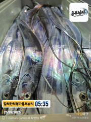 풍요로운 한가위되세요 오늘출항쿨러조황 입니다 오늘 출항확정오후 4시