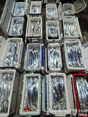 [진해] [진해대박낚시] 9월 25일 갈치 텐빈 조황 입니다.