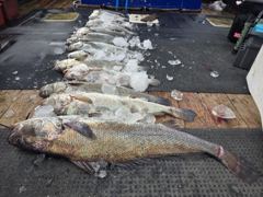격포 변산레저 [카이저2호] 9월24일 대물민어103CM 조황입니다.