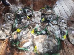 격포 변산레저 [카이저호] 9월24일 주꾸미,갑오징어 조황입니다.