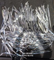 [진해] 25일,입항<내만갈치>씨알,마릿수 끝장내러go~토,일~예약중