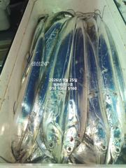 내만갈치)씨알좋고 마릿수 좋고 추석날 복날이네요~!!에약가능