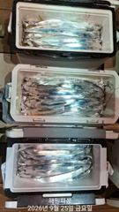 [진해] 내만갈치 3지 3.3.5지 엄청올라옵니다 오늘 예약가능합니다