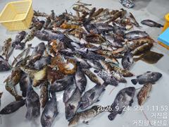 거진항 해신호 9월24일 락피싱 조황