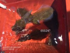 [남해] (무늬오징어) 고구마급 좀 나오네요 9월 24일 조황