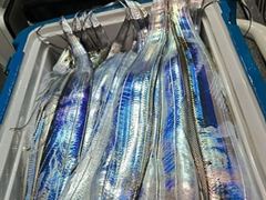 [진해] 내만갈치 3지도퍽퍽 만쿨잔치 오늘출항 금,토,일,연휴 쭉,예약가…