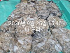 25일, 즐건 한가위에 낚인 군산주꾸미~갑이랑 잘 나오네요~ 굿굿조황~군산낚시프라자 나드리호