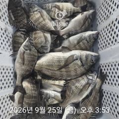 [거제] 감성돔흘림 4짜이하 마릿수 문어 선외기조황