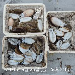 [사천] 갑오징어 낚시만