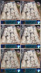 26시즌 9월 25일 군산 뉴 블루스타호 쭈꾸미 23일차 사리물때 마리수 기본 조황.