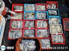 [포항] 》24일 야간 ! 최종《280수! 무씨 &왕고구마 타작!