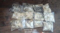 [쭈갑조황] 홍원항 주꾸미 9월 25일(금) [[[ 블랙펄호 ]] 물 때가 빨라지며 어제 보다는 마릿수 떨어졌지만 사이즈 좋은 [ 주꾸미와 갑오징어 ]로 묵직한 손맛 보고 다들 드실 만큼 잡고 입항하였습니다.