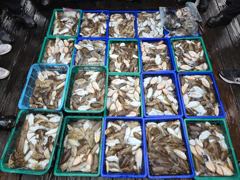 [먹물조황] "갑오징어는 역시 사리물때! 150수 돌파 & 100갑 다수, 초보분들도 50수 이상 대폭발!"