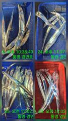 추석입항 갈치조항