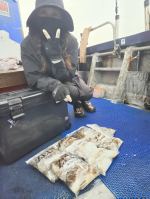 9월25일 갑오징어 조황