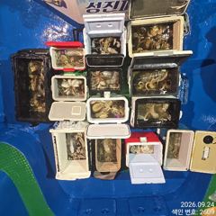 24일 오늘도 쓸어담듯 200수이상 대~박치고 잡고온 굵직한 야간~돌문어 마리수 잡으러 출조 갑니다@ 오늘,토,일요일~몇 자리 예약가능