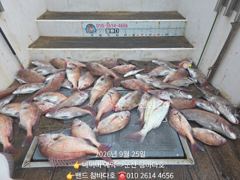 25일 11분 참돔 입니다. 잘됐어요