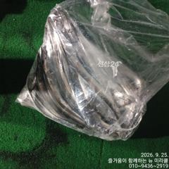 24일 야간내만갈치 중국 젊은이 9명조황 사진