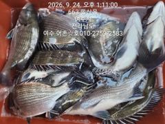 감성돔 선상찌낚시 시즌입니다