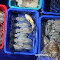 (내만 팁런)무늬 마릿수 폭팔~1.8K 갑이까지 스마일호(28일 문어 예약)